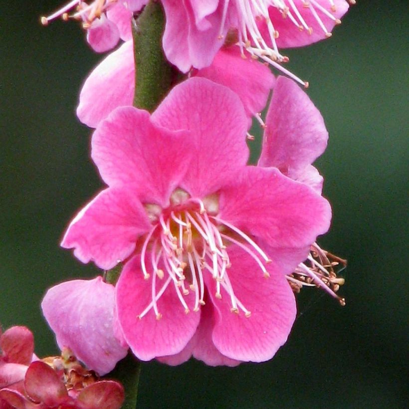 Prunus mume Beni Chidori - Japanse abrikoos (Flowering)