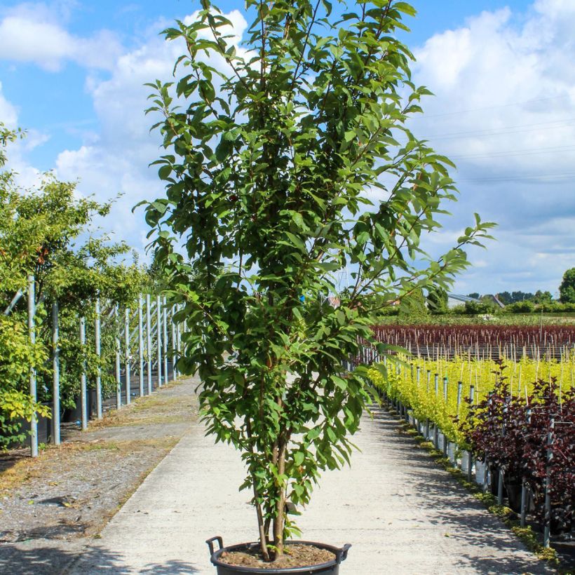 Example of Prunus padus - Vogelkers Pot van 80 l/90 l as you get in printemps