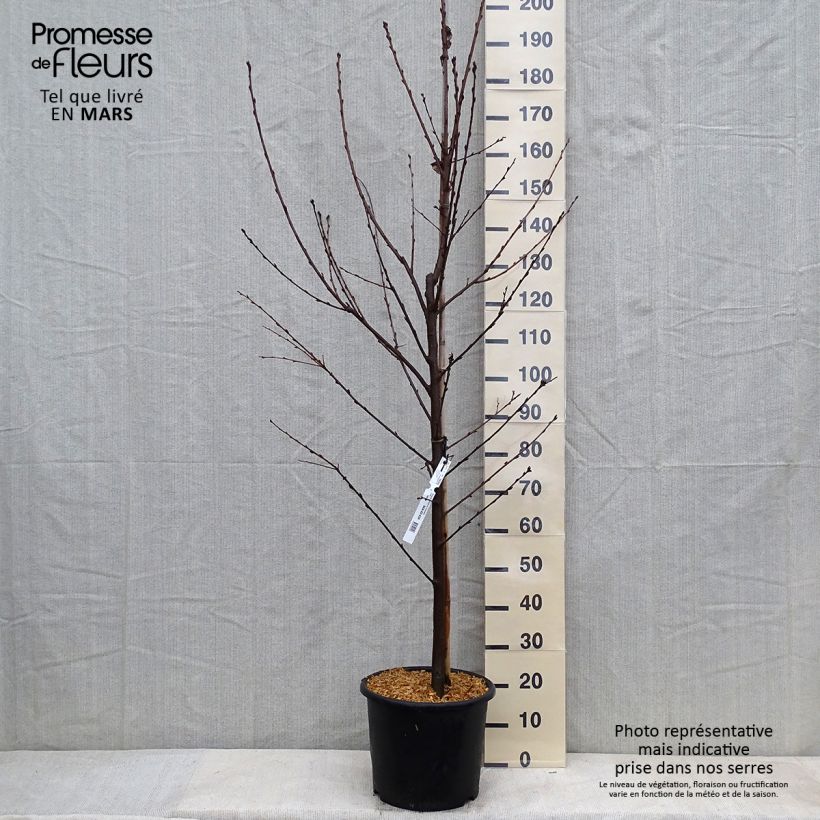 Example of Prunus padus Le Thoureil - Cerisier à grappes  Pot van 12 l/15 l as you get in hiver