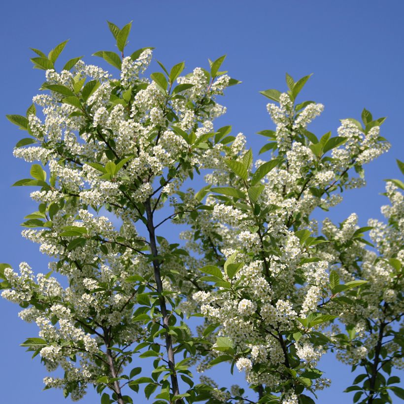 Prunus padus Nana - Vogelkers (Bloei)