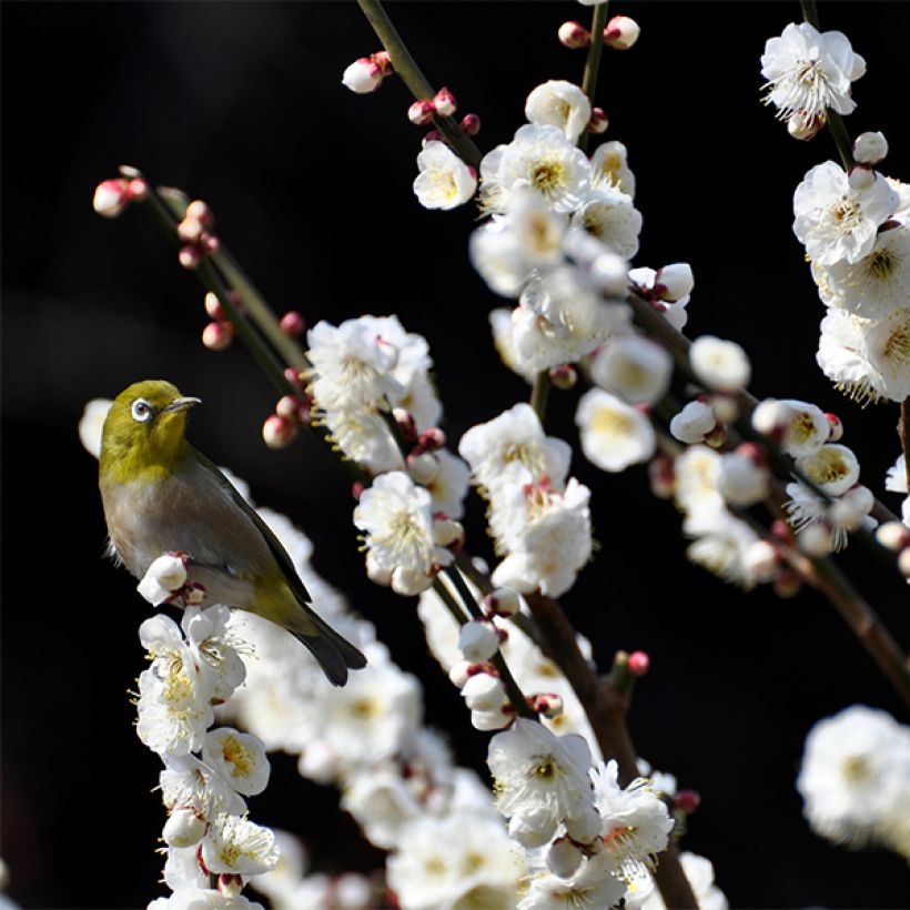 Prunus persica Taoflora White - Perzik (Flowering)