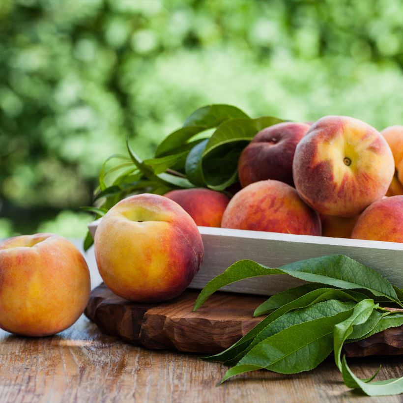 PerzikTriumph (Oogst)