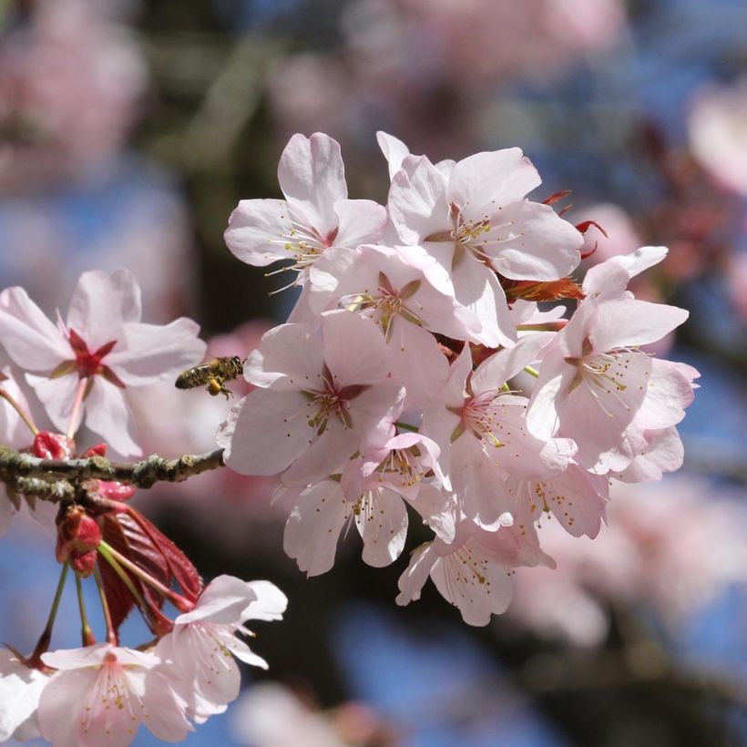 Prunus sargentii - Japans sierkers (Flowering)