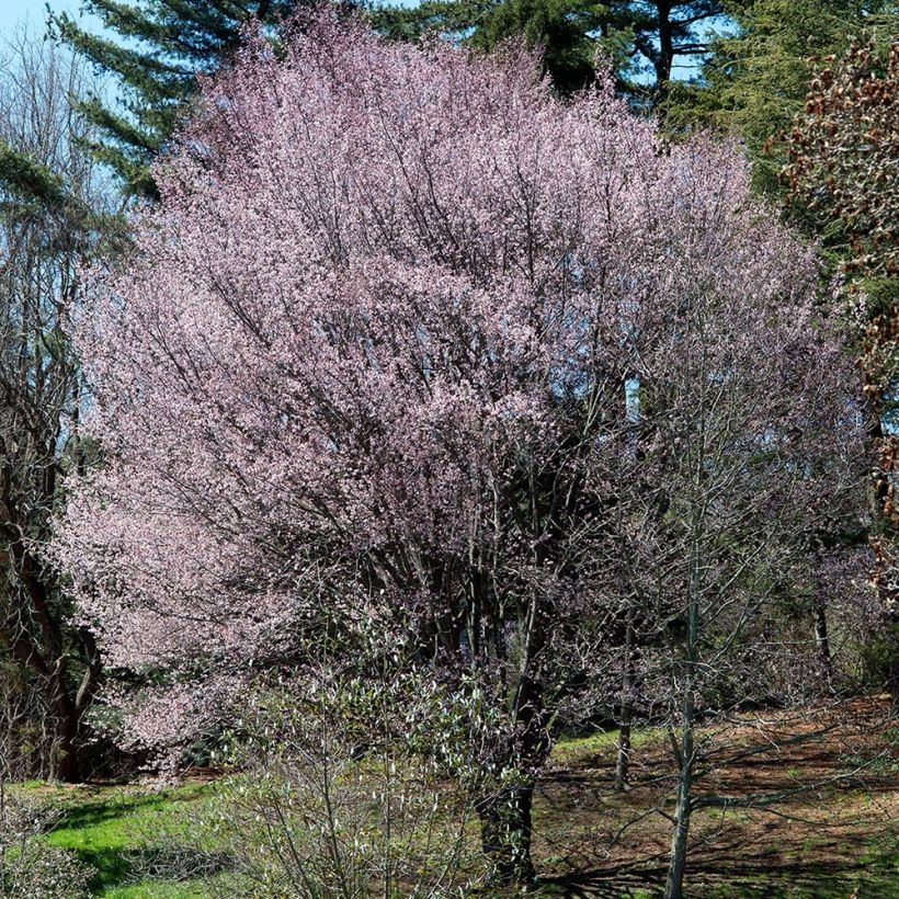 Prunus sargentii - Japans sierkers (Plant habit)