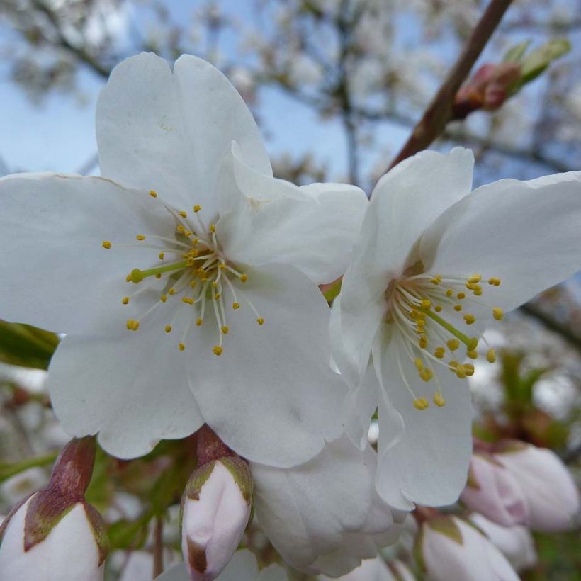 Prunus serrula Amber Scots - Tibetaanse sierkers (Flowering)