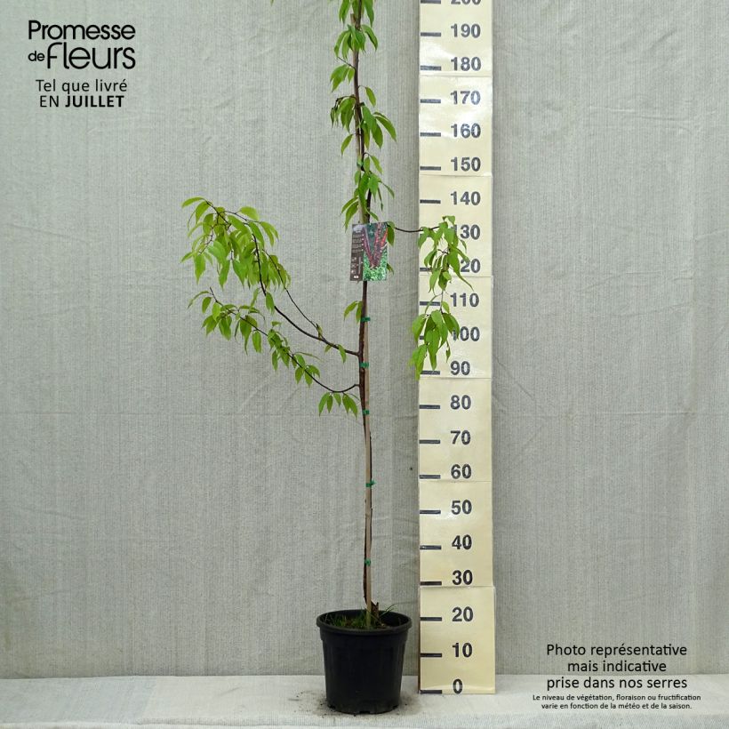Exemplaar van Prunus serrula Amber Scots - Tibetaanse sierkers Pot van 7,5 l/10 l, Kroonhoogte zoals geleverd in de zomer
