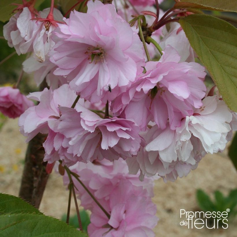 Prunus serrulata Pink Perfection - Japanse sierkers (Flowering)