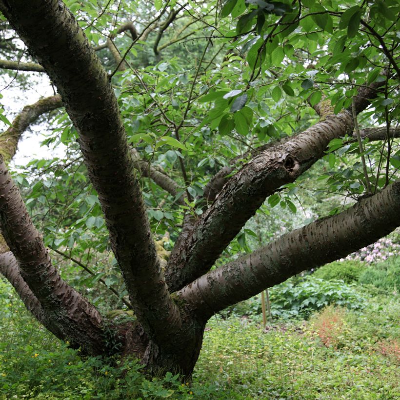 Prunus serrulata Tai-haku - Japanse sierkers (Groeiplaats)