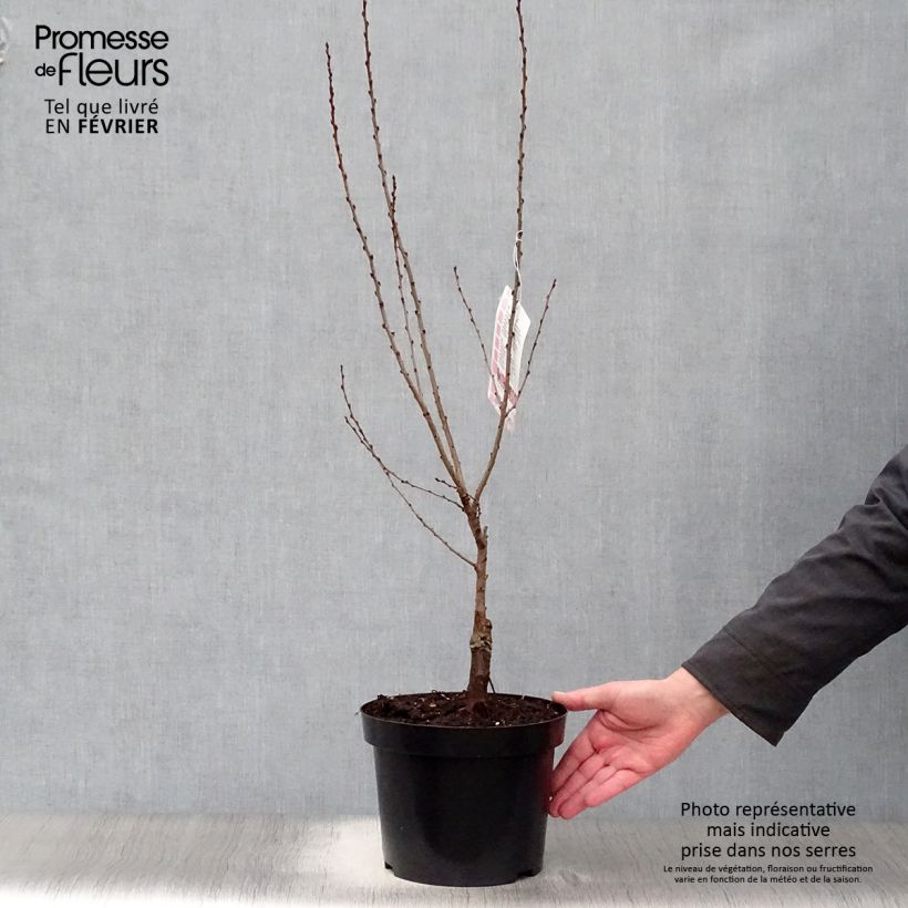 Example of Prunus tenella Fire Hill - Amandier nain à fleurs Pot van 3 l/4 l as you get in hiver