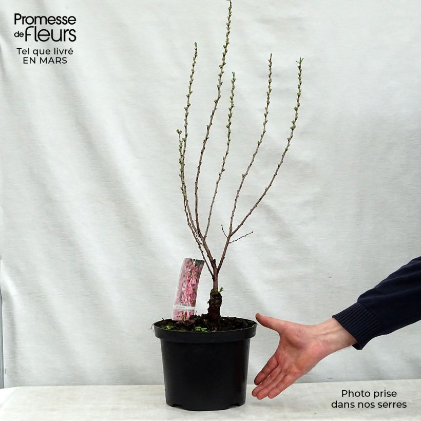Exemplaar van Prunus tenella Fire Hill - Dwergamandel Pot van 3 l/4 l zoals geleverd in de lente