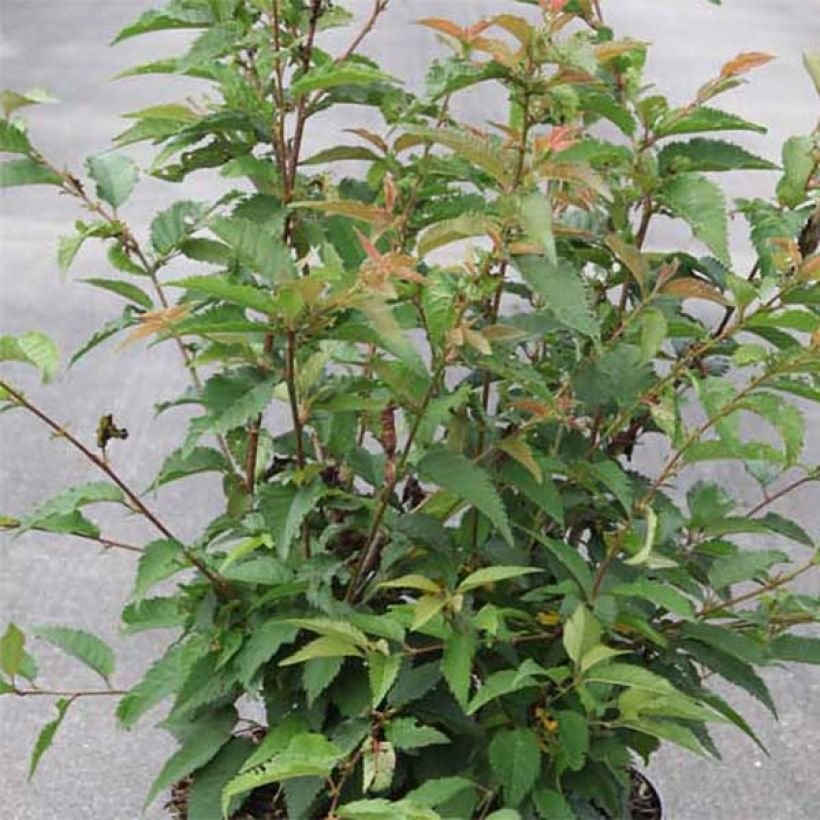 Prunus subhirtella Fukubana - Winterbloeiende kers (Foliage)