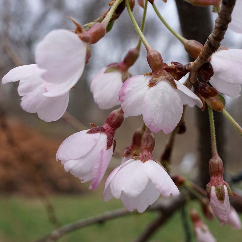 Prunus yedoensis Shidare Yoshino - Yoshinokers (Flowering)