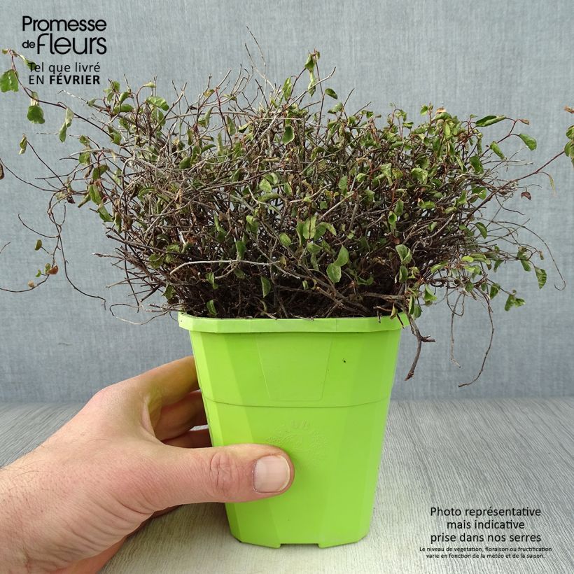 Example of Pseudanthus tasmanicus Radiance Pot van 1,5 l/2 l as you get in hiver
