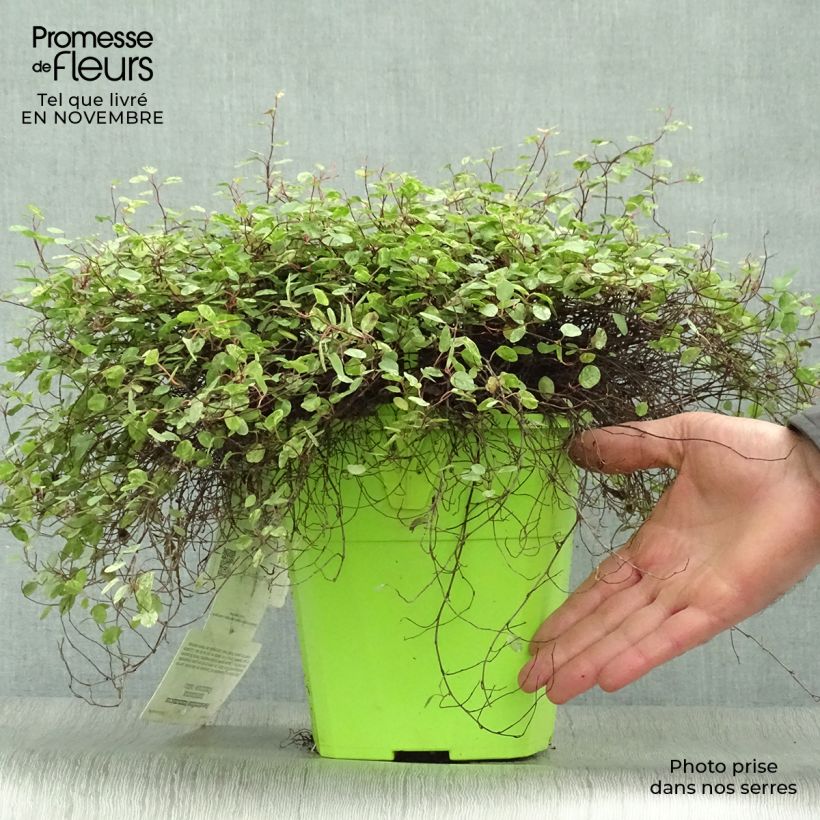 Exemplaar van Pseudanthus tasmanicus Radiance Pot van 4 l/5 l zoals geleverd in de herfst