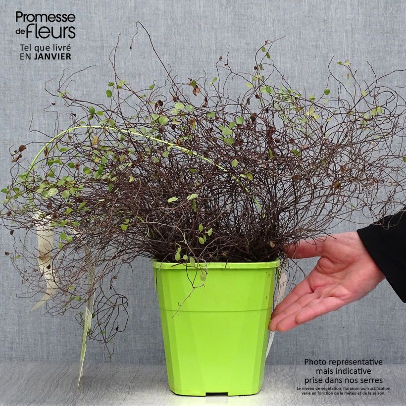 Example of Pseudanthus tasmanicus Radiance Pot van 4 l/5 l as you get in hiver