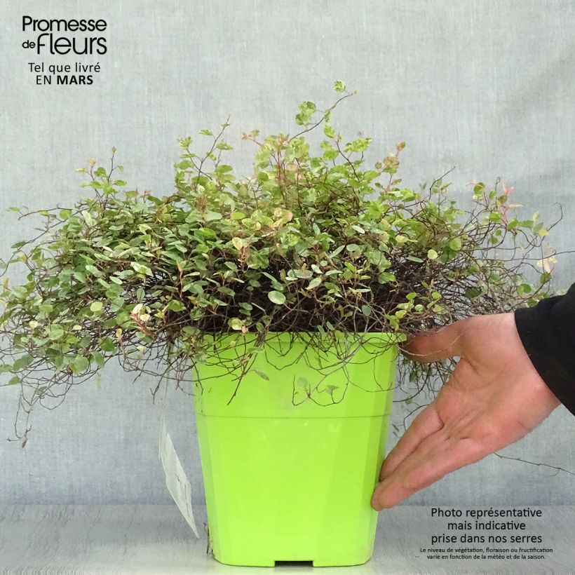 Exemplaar van Pseudanthus tasmanicus Radiance Pot van 4 l/5 l zoals geleverd in de lente