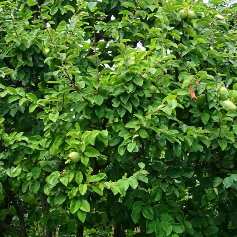 Pseudocydonia sinensis - Chinese kweepeer (Foliage)