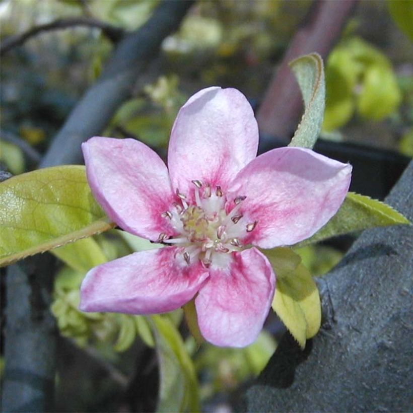 Pseudocydonia sinensis - Chinese kweepeer (Flowering)