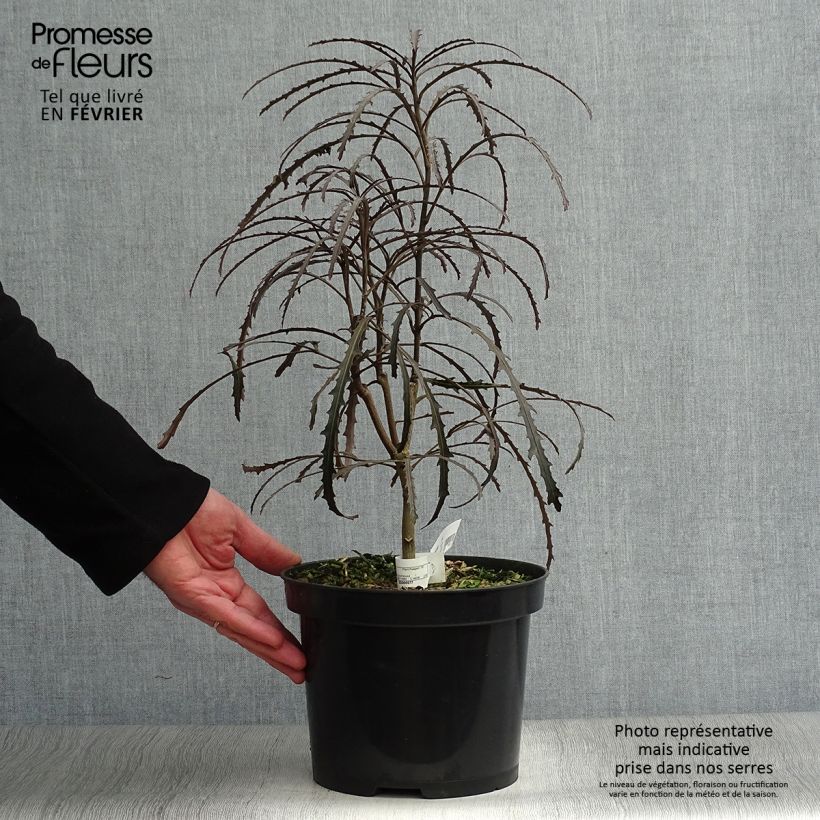 Example of Pseudopanax Bronze Eagle Pot van 3 l/4 l as you get in hiver