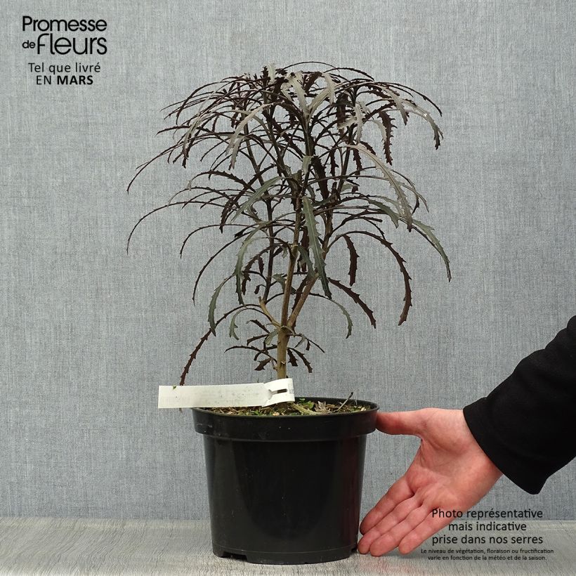 Exemplaar van Pseudopanax Bronze Eagle Pot van 3 l/4 l zoals geleverd in de lente