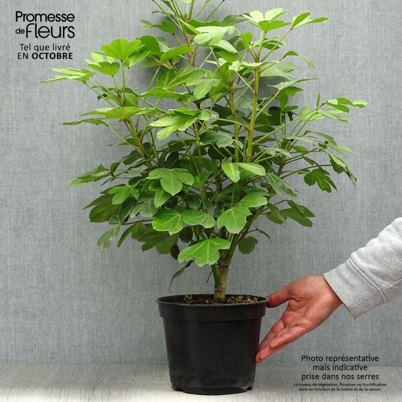 Exemplaar van Pseudopanax Gecko Gold - Houpara Pot van 3 l/4 l zoals geleverd in de herfst