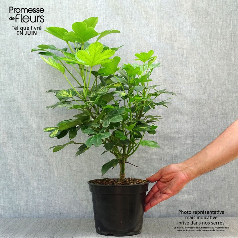 Exemplaar van Pseudopanax Gecko Gold - Houpara Pot van 3 l/4 l zoals geleverd in de zomer