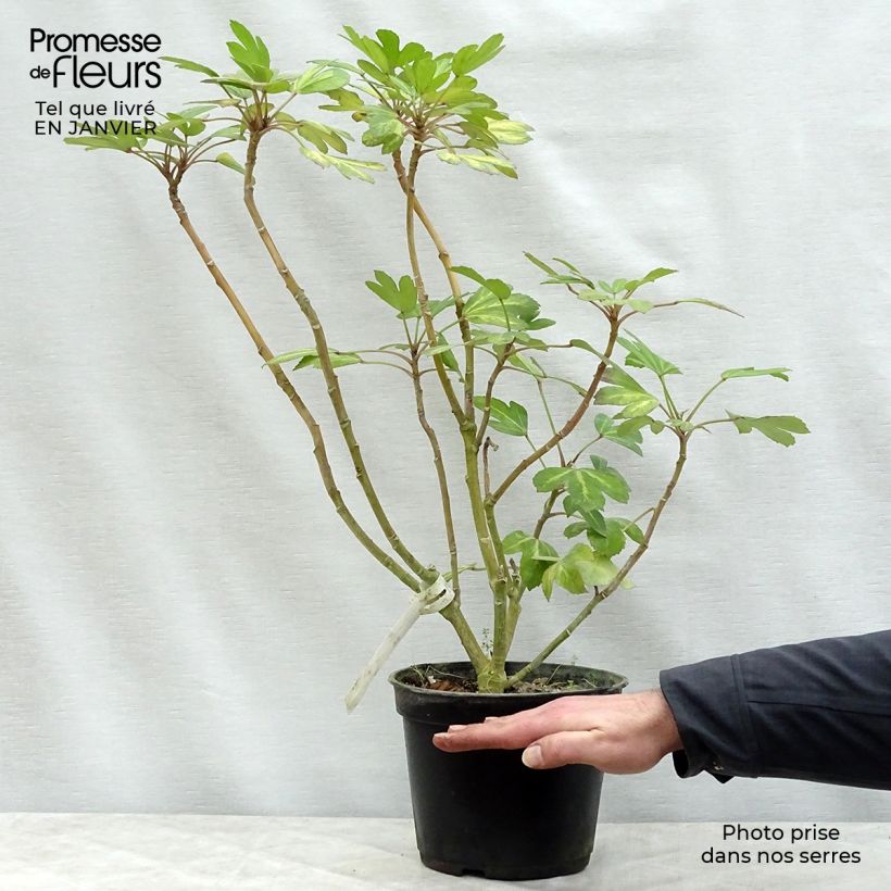 Example of Pseudopanax Gecko Gold - Houpara Pot van 3 l/4 l as you get in hiver