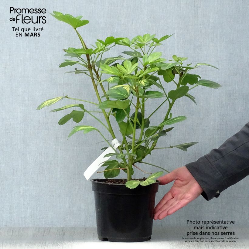 Exemplaar van Pseudopanax Gecko Gold - Houpara Pot van 3 l/4 l zoals geleverd in de lente