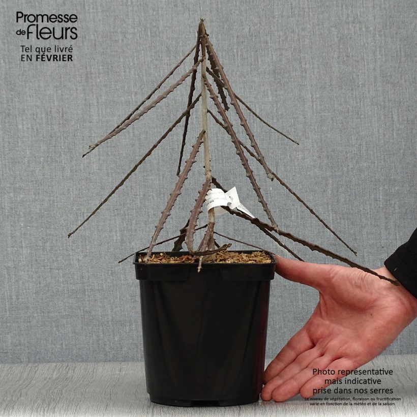 Example of Pseudopanax ferox Pot van 2 l/3 l as you get in hiver