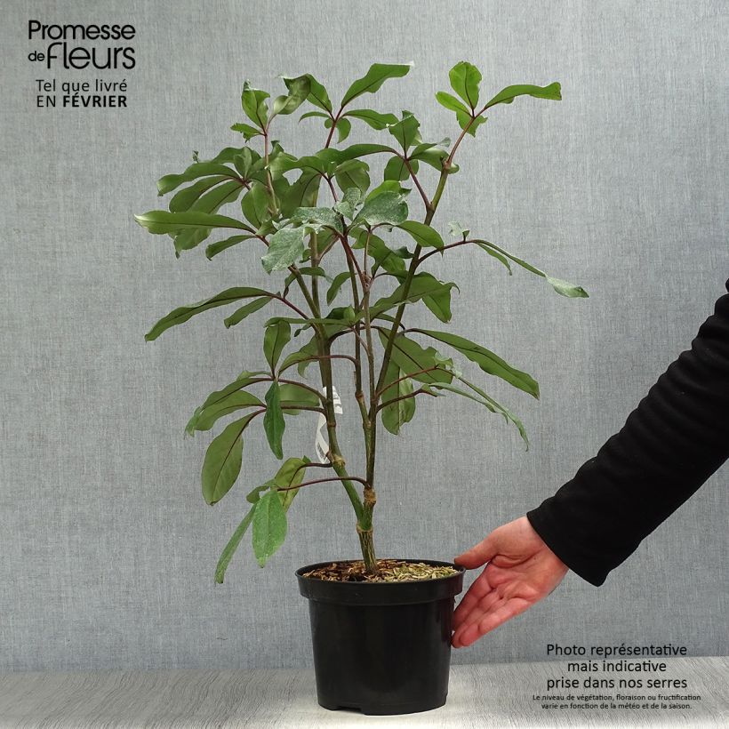 Example of Pseudopanax laetus  Pot van 3 l/4 l as you get in hiver