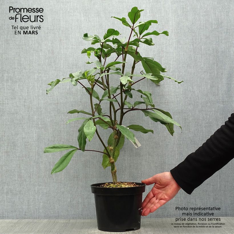 Exemplaar van Pseudopanax laetus Pot van 3 l/4 l zoals geleverd in de lente