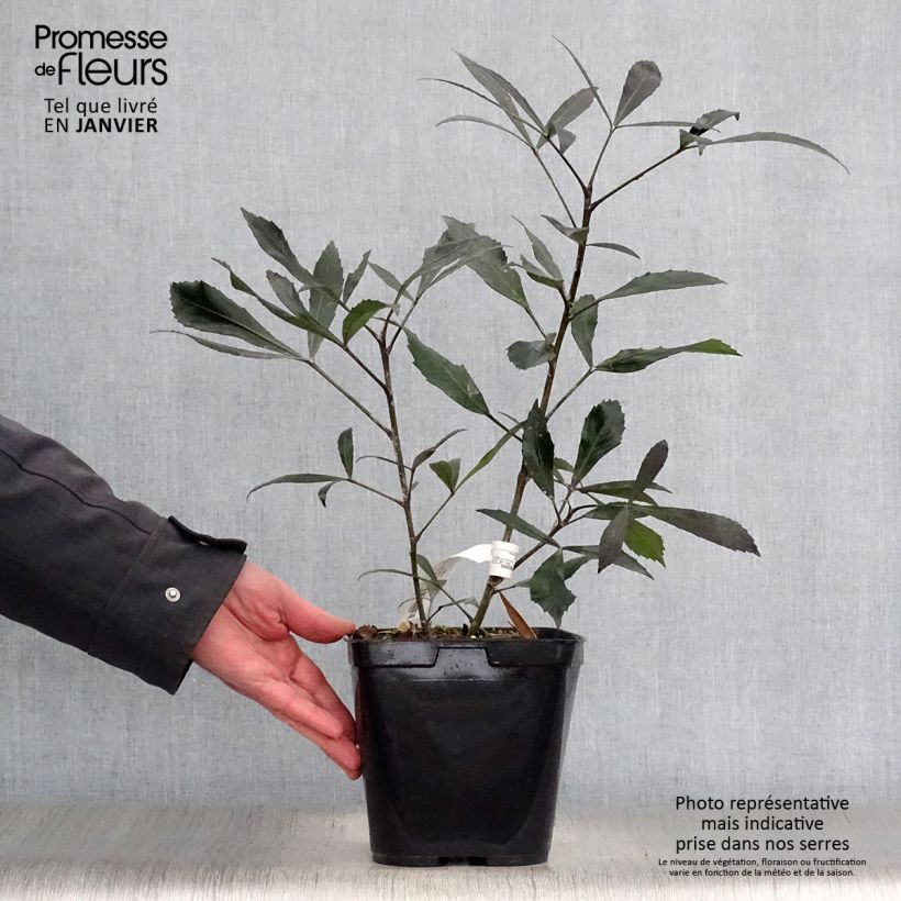 Example of Pseudopanax lessonii Dark Star - Houpara Pot van 2 l/3 l as you get in hiver