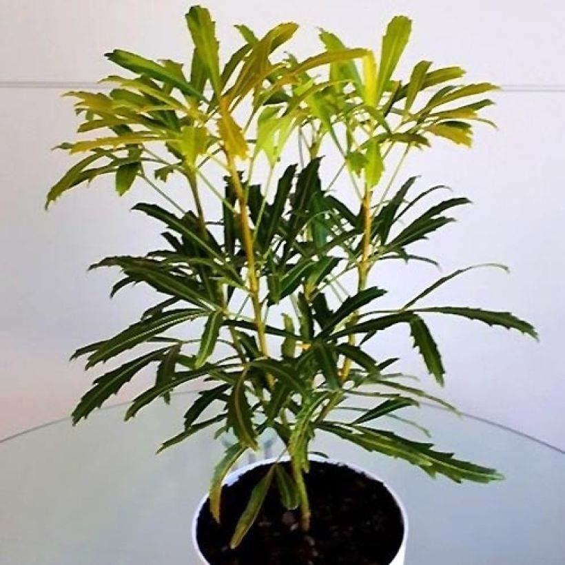 Pseudopanax lessonii Goldfinger (Plant habit)