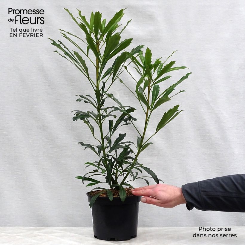 Example of Pseudopanax lessonii Goldfinger Pot van 3 l/4 l as you get in hiver