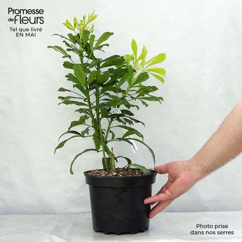 Exemplaar van Pseudopanax lessonii Goldfinger Pot van 3 l/4 l zoals geleverd in de lente