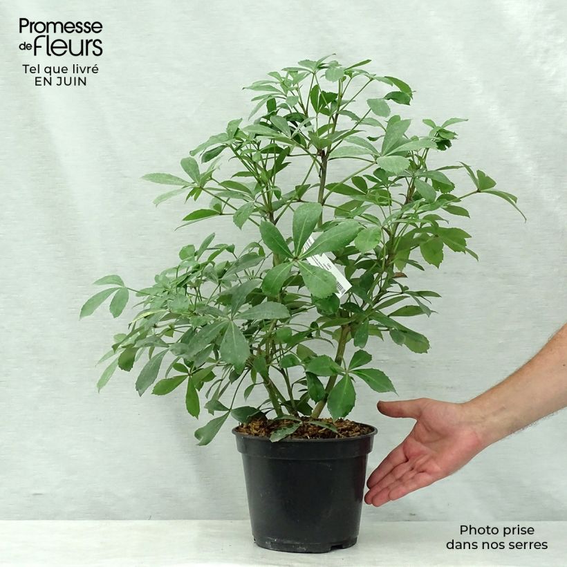 Exemplaar van Pseudopanax lessonii Goldsplash - Goudvlekpalm Pot van 3 l/4 l zoals geleverd in de zomer