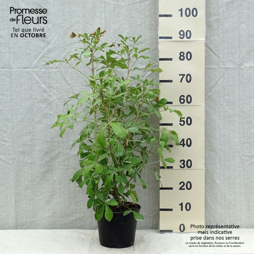 Exemplaar van Pseudopanax lessonii Goldsplash - Goudvlekpalm Pot van 3 l/4 l zoals geleverd in de herfst