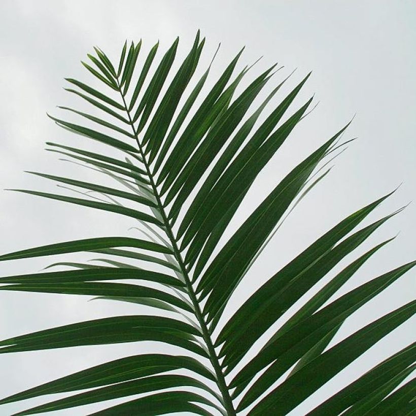 Pseudophoenix sargentii - Zeeroverpalm (Blad)