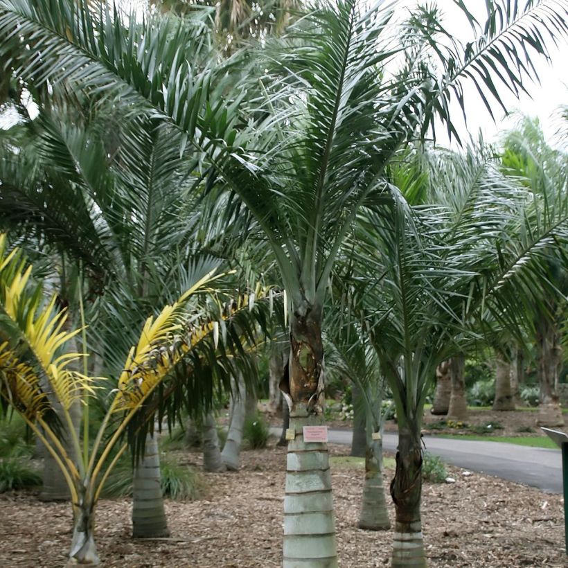 Pseudophoenix sargentii - Zeeroverpalm (Groeiplaats)