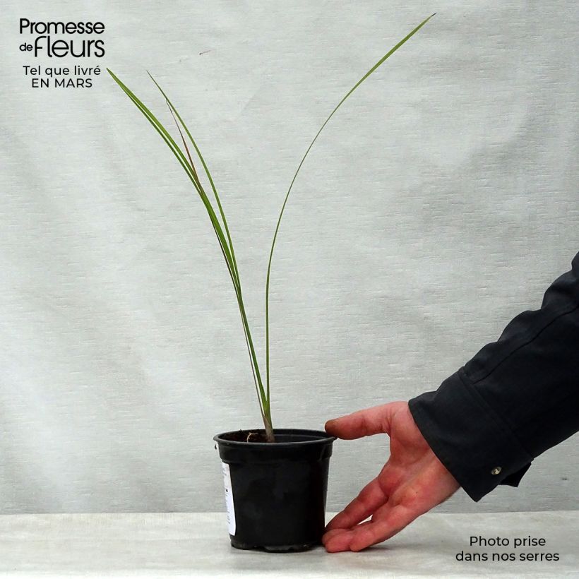 Exemplaar van Pseudophoenix sargentii - Zeeroverpalm Pot van 12 cm / 13 cm zoals geleverd in de lente