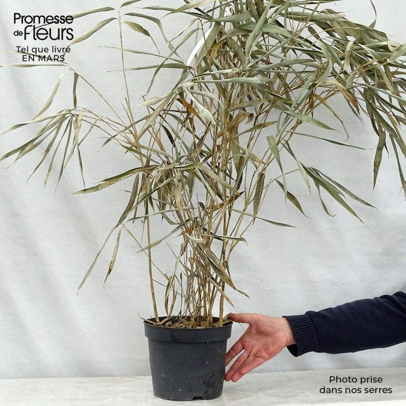 Exemplaar van Pseudosasa japonica Tsutsumiana - Japanse bamboe Pot van 4 l/5 l zoals geleverd in de lente