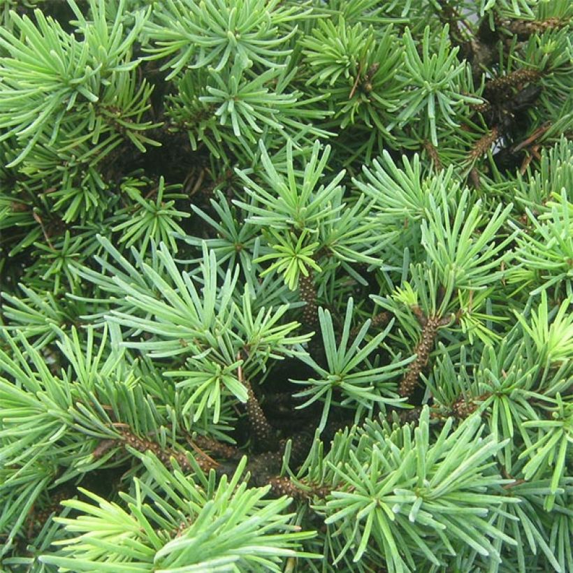 Pseudotsuga menziesii Bhiela Lhota - Douglasspar (Foliage)