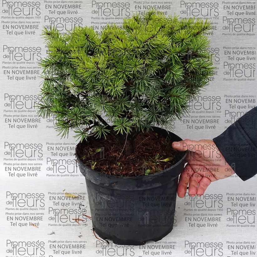 Example of Pseudotsuga menziesii Bhiela Lhota - Douglas Pot van 4 l/5 l as you get