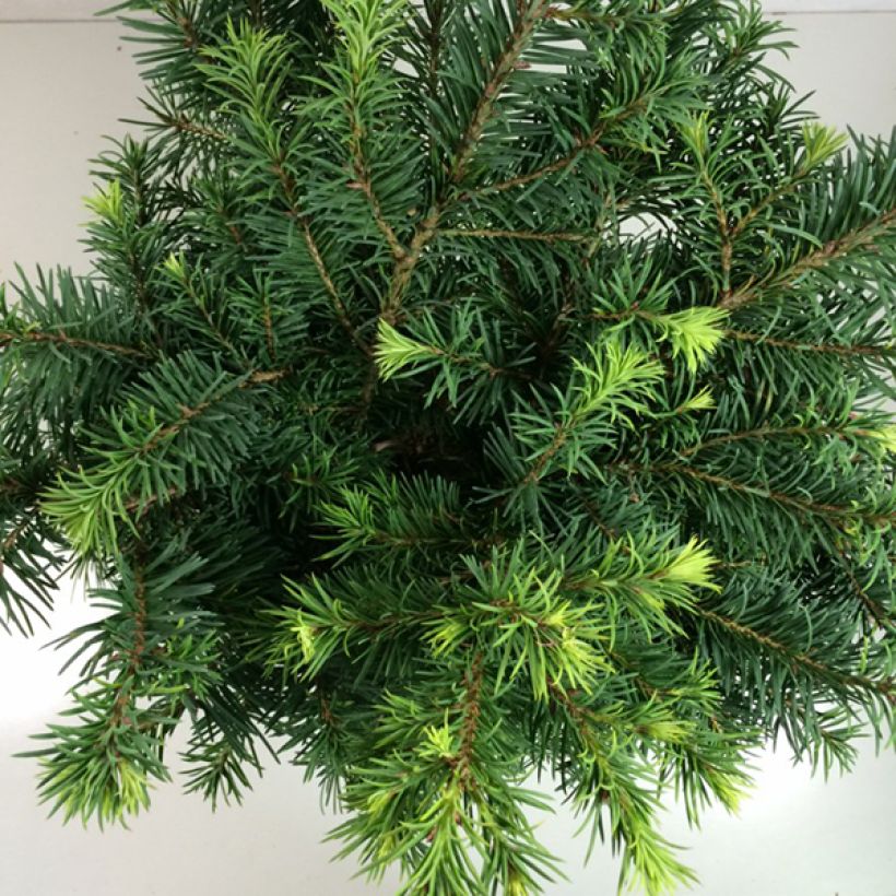 Pseudotsuga menziesii Fletcheri - Douglasspar (Foliage)