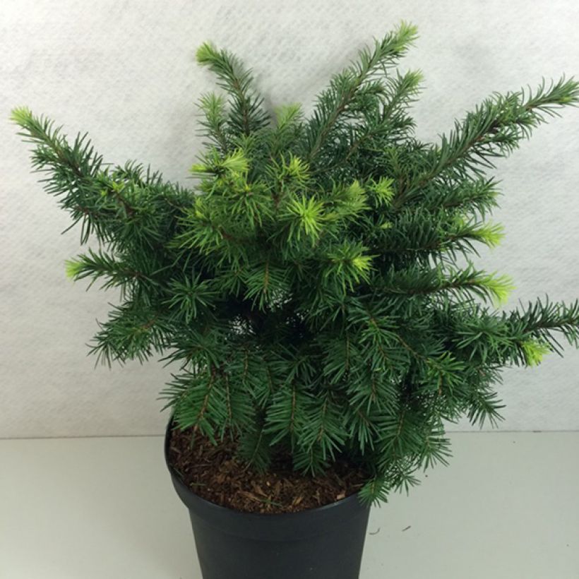 Pseudotsuga menziesii Fletcheri - Douglasspar (Plant habit)