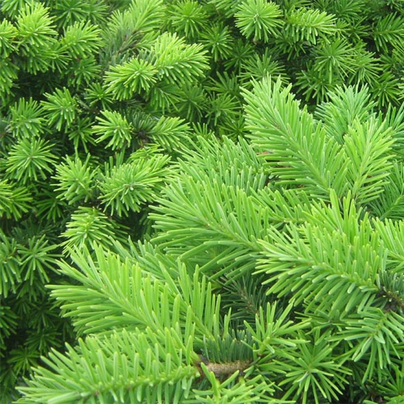 Pseudotsuga menziesii Nyrany - Douglasspar (Foliage)