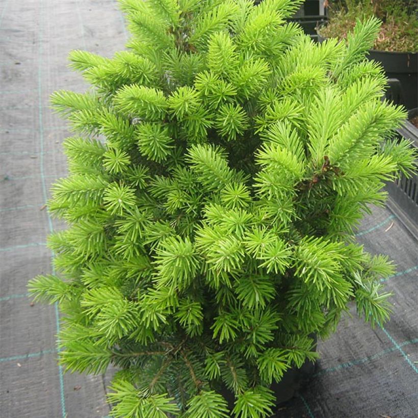 Pseudotsuga menziesii Nyrany - Douglasspar (Plant habit)