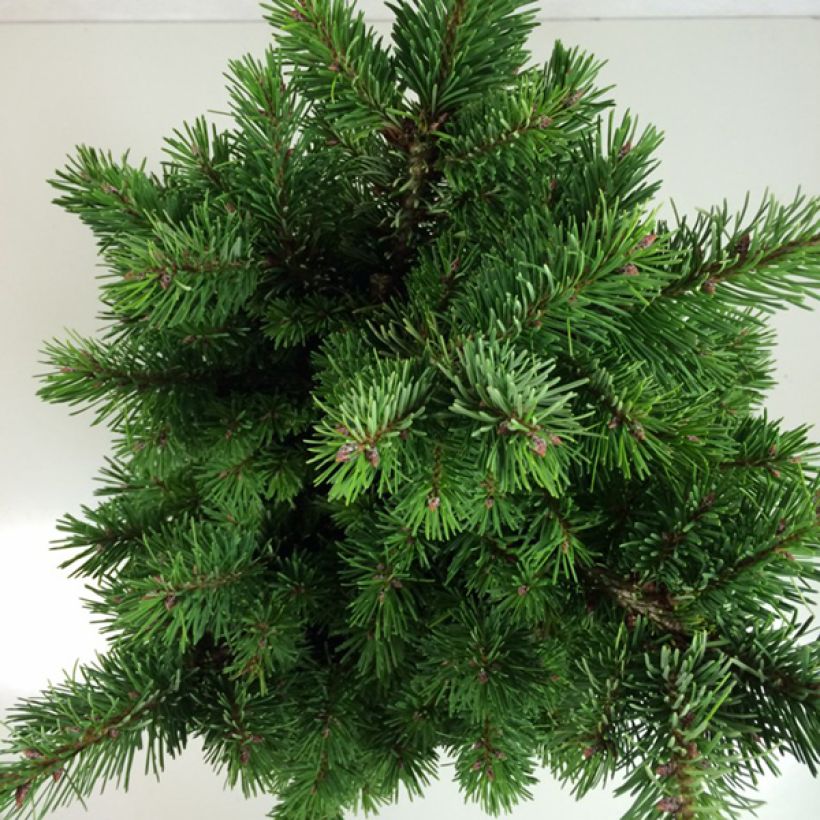 Pseudotsuga menziesii Pannenhoef - Douglasspar (Foliage)