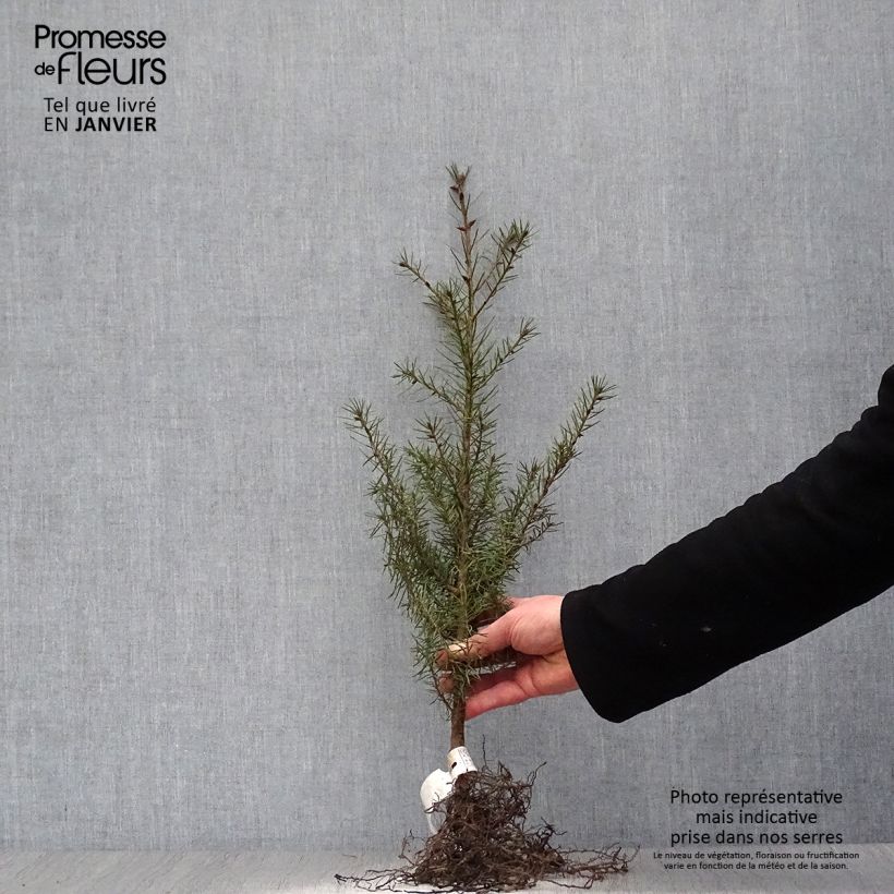 Example of Pseudotsuga menziesii - Douglasspar Naakte wortel as you get in hiver