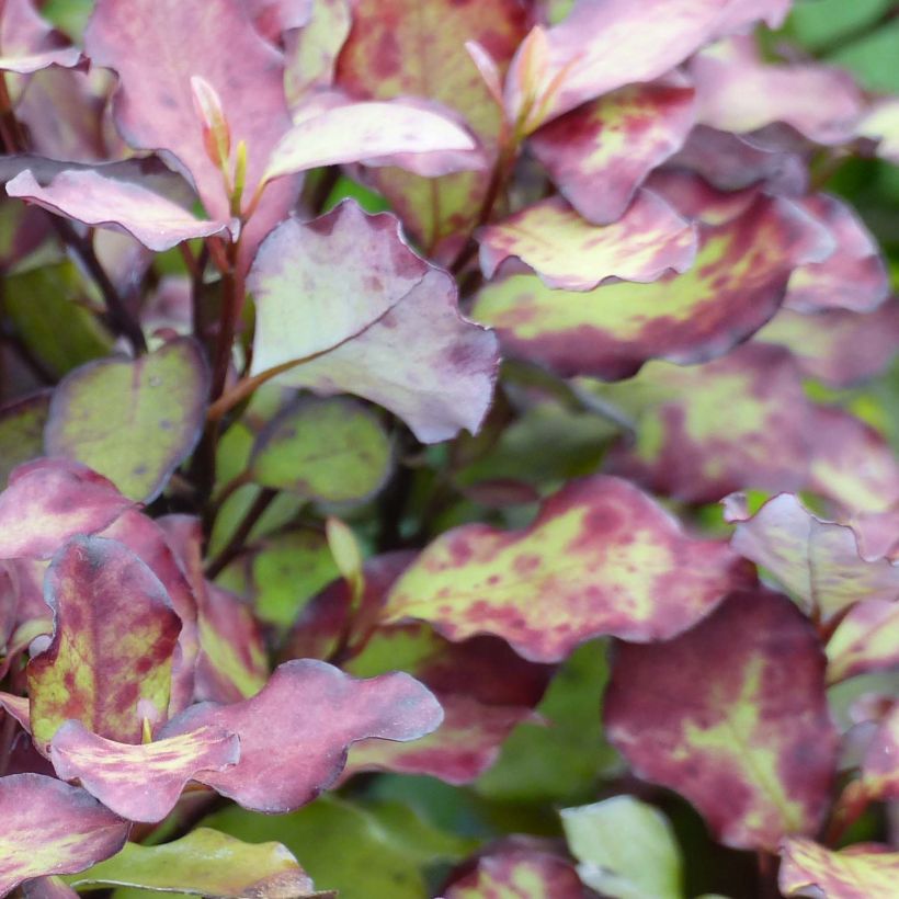Pseudowintera colorata Red Leopard - Horopito (Foliage)